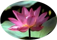 lotus1.jpg (8966 bytes)